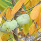 A pair of pawpaws on the tree